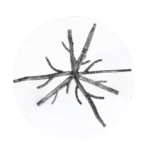 Sarna Glass Top Side Table by Furniture of America - Image 5